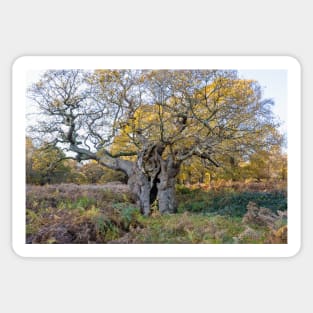 Royal Oak, Richmond Park Sticker